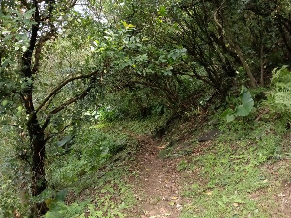 瑞芳區基隆山步道O型3010156