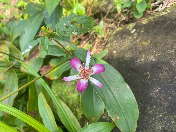 三寶山(烏心石山.鳩州嶺.尖凍山)步道【變成夢魘的大秘寶】2639867
