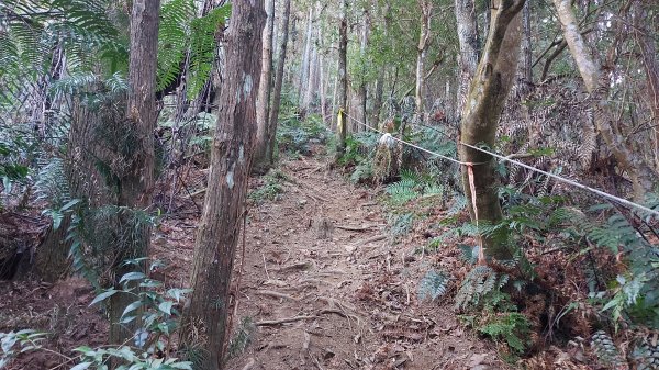 過坑山 大尖山 卓社林道O型1330337