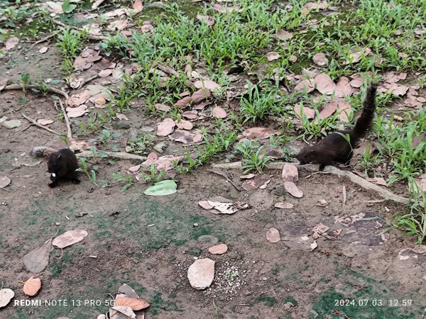 大安森林公園【走路趣尋寶】【臺北健走趣】2541548