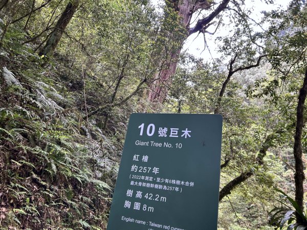 拉拉山神木群3044611