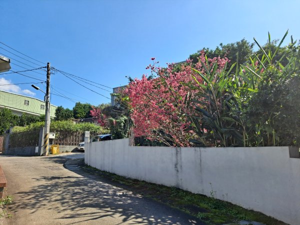 20240201故宮-狗殷勤古道-平菁街賞櫻-溪山百年水圳步道-平菁步道2458412