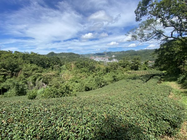 深坑 O 型環走｜大崎嶺步道・林家草厝・茶山古道・炮子崙瀑布（含冷門山徑）2895107
