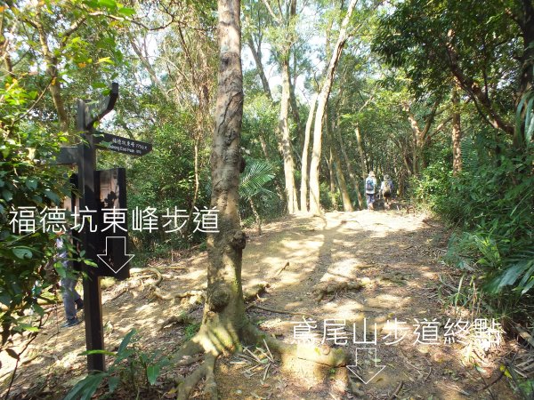 三峽區鳶尾山+福德坑東峰+福德坑山+鳶山彩壁+五十分山+壽山+龍山寺2775760