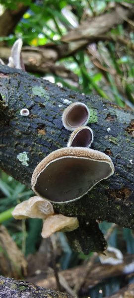 2025/11/22_五指山橫向登山步道+仙洞步道 O型2944183