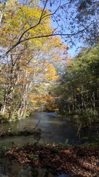 奧入瀨溪健行444372