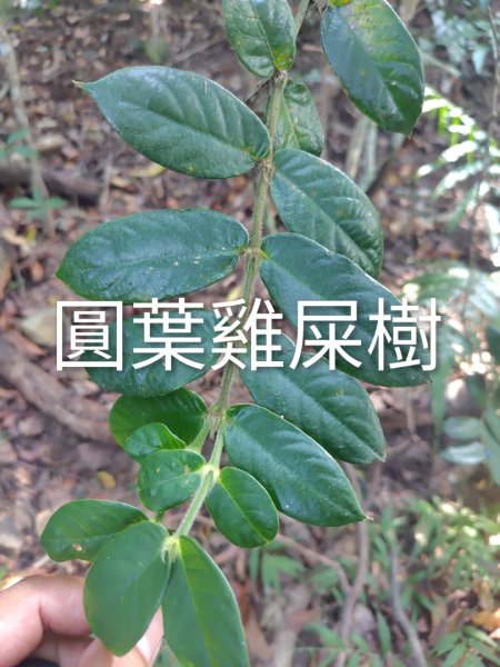 唐麻丹山 蝴蝶谷2918893