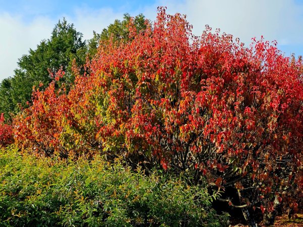 台灣難抵極與祝山觀日步道(小笠原山) - 2024嘉遊好步道．來嘉走走2670124