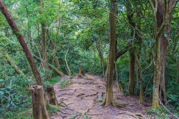 [新竹]飛鳳山2512105