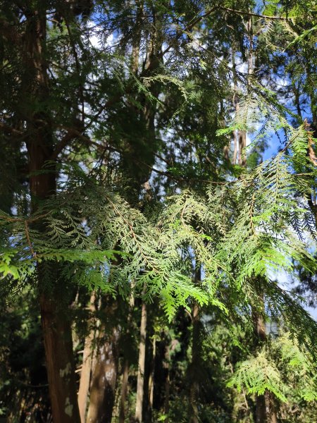 [百山百鳥尋旅-05/15] 2025_0830 溪頭賞鳥步道_銀杏步道2875517