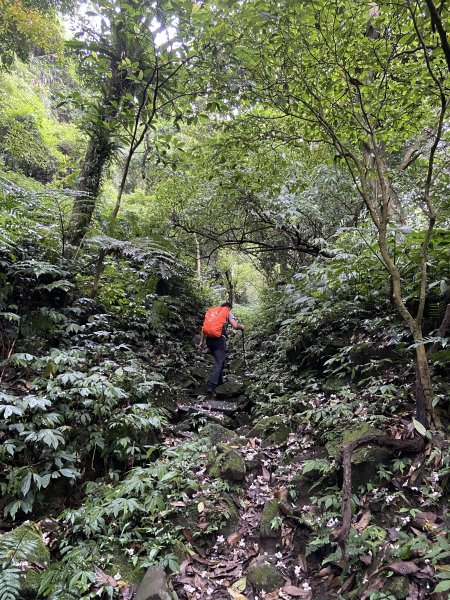 桐花紛飛白雞三山O型1700550