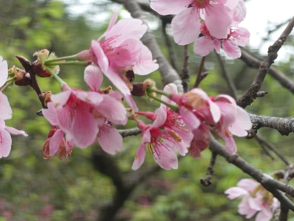 拳頭姆自然步道3007185