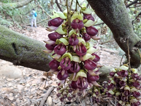 《南投》幸運之花｜草尾嶺步道賞血藤花202603293025018
