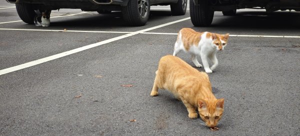 藤坪+猿山+六寮古道 O型-2026/07/26