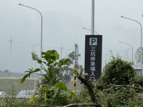 [樟之細路_第一大段RSA01] 2026_0329 三坑自然生態公園3026781