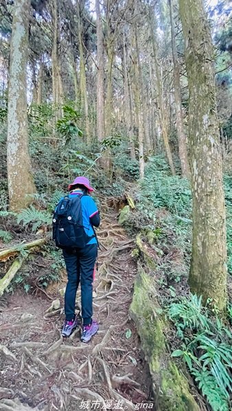 【南投。竹山】茶園竹林巨木櫻花景緻很美(四連峰)。 小百岳集起來。 編號54小百岳金柑樹山1624816