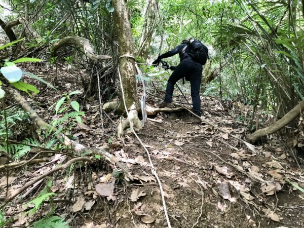 麒麟步道縱走田薯連峰1666504