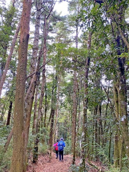 樂山鐵道順登鹿坑山.南比林山.尤命神木1164405