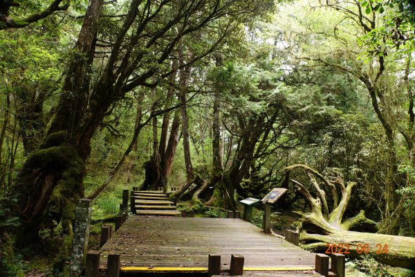 宜蘭 大同 太平山森林遊樂區 檜木原始林步道1743697