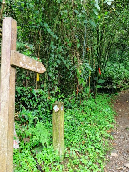 優美林相森林浴橫嶺山自然步道(木馬古道)739080