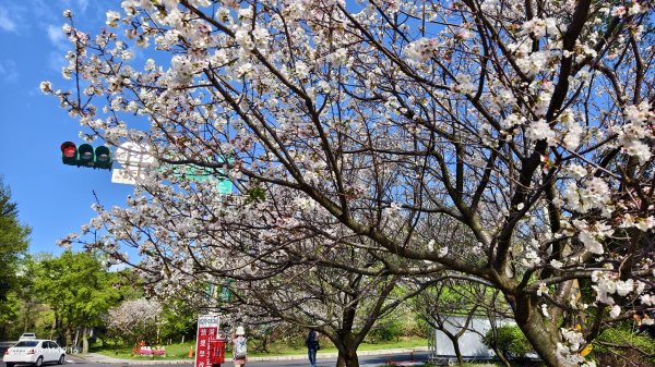 #中山樓 #陽明公園 #十八份 #吉野櫻 #墨染櫻（花葉同開/右側/左側大寒櫻） 3/113013206