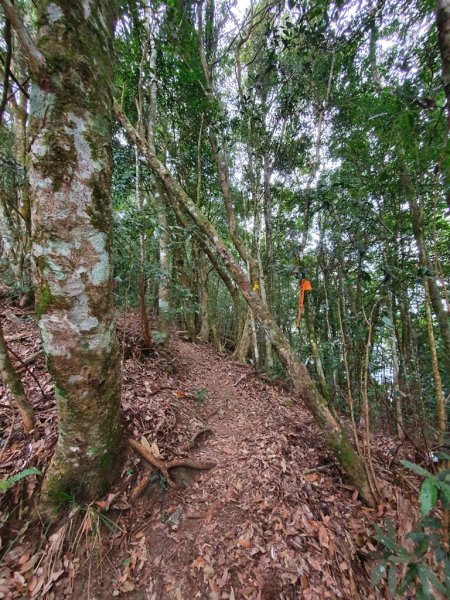 【埔里六秀之首】守城大山1291121