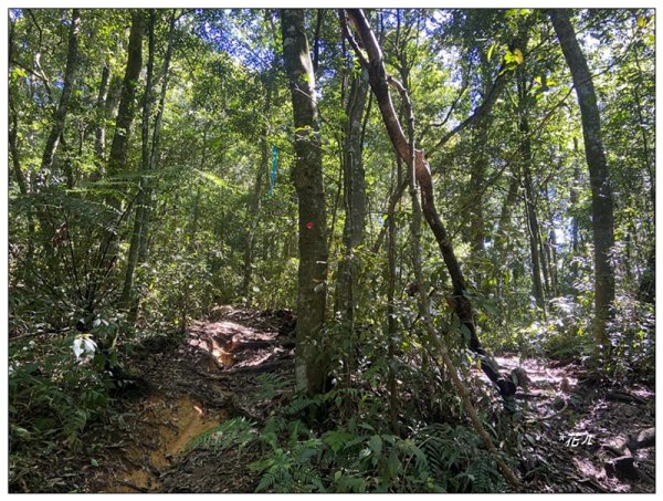武界山、獅凸魯山、橫屏山、橫屏山西峰 連走2846126