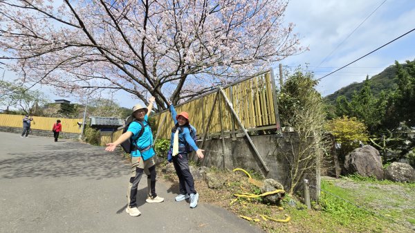搭公車下車即抵達，台北市賞櫻最後一波，橘咖啡及內厝溪櫻木花廊的吉野櫻即將大爆發，要去要快，大崎頭步道2734719