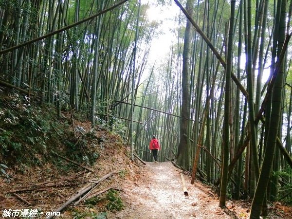 【雲林。古坑】絕美孟宗竹林有如置身武俠電影場景。嘉南雲峰x石壁山登山步道(小百岳)1328781