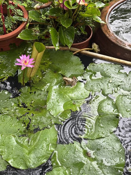 四獸山連走 - 下雨天3116032