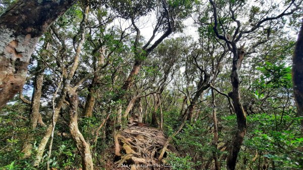 《新竹》斷崖神木｜北得拉曼步道小P繞202510172917533