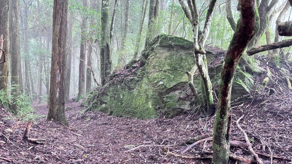 絕美柳杉林民都有山涼爽舒適2604519