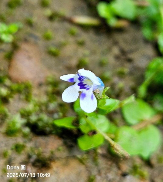 【菁桐】巡山東勢格古道全段加碼臭頭山2848030