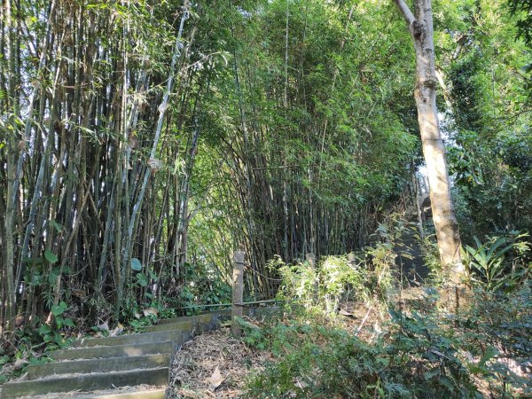 2023.11.15 新田登山步道登聚興山2494844