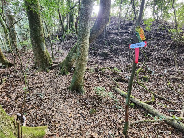 20260118騰龍山加里山O型2997517