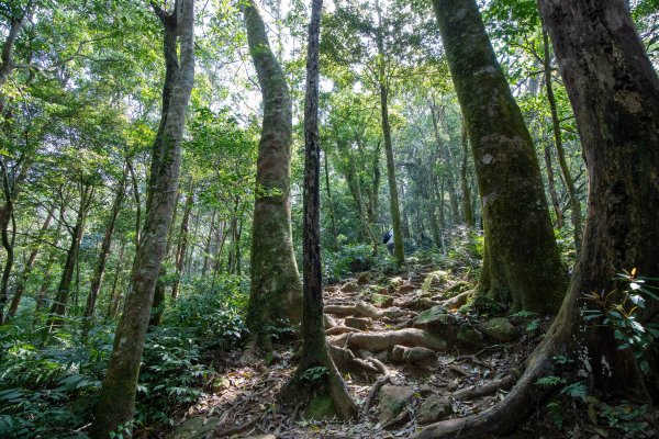 【新竹尖石】北得拉曼巨木步道894749
