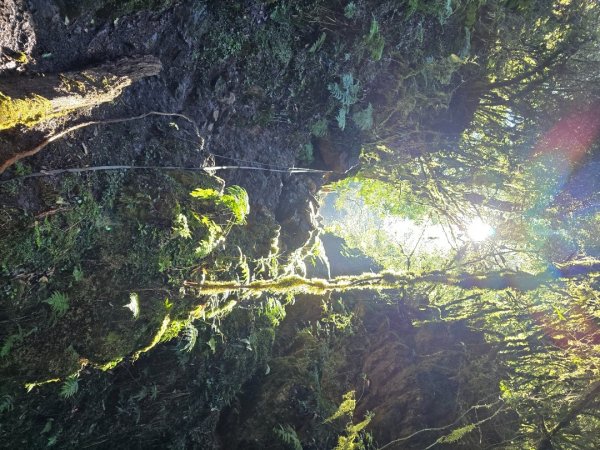 郡大林道19k之郡大神木群二刷～雲海滿出來～2451883