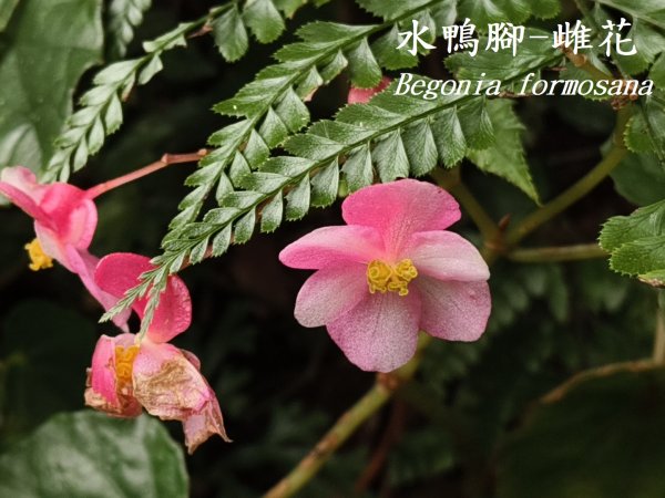 [百山百鳥尋旅-11/15] 2025_0927 大屯主峰-連峰步道_二子坪步道2899545