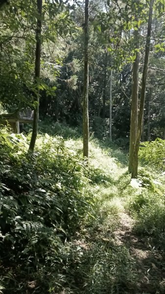 雙溪瑞芳區三貂嶺車站-幼坑古道-魚寮山-頂坑山-大煙囪-尪子崙坑-牡丹車站3128505