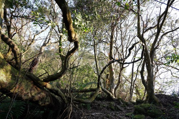 新北 新店 直潭山、二龍山2703901