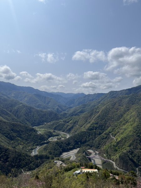 桃園 復興 中巴陵 櫻木花道3011971