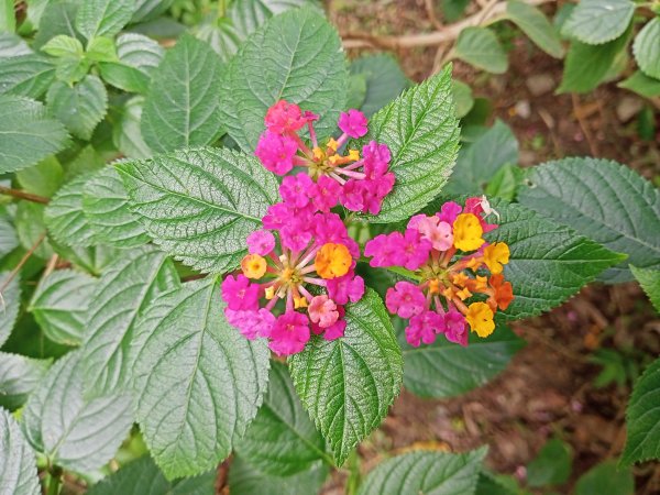 內湖文德三號公園、瑞陽公園《花之饗宴》1903225