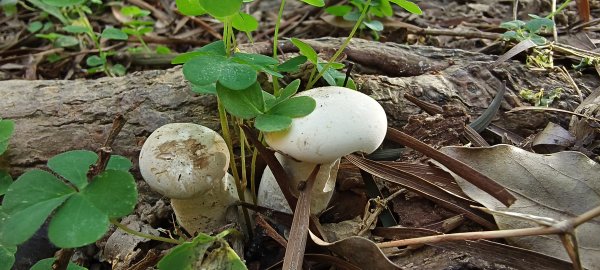 2025/11/09-青青草原步道2933457