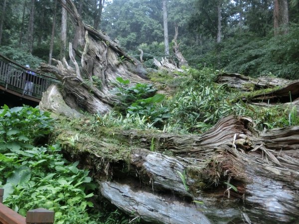 溪頭銀杏神木彩虹橋459520