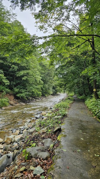 240814-白神山地世界自然遺產地域。美美兔不能錯過的日本東北健行路線。2603897