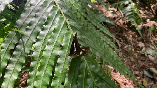 深坑 O 型環走｜大崎嶺步道・林家草厝・茶山古道・炮子崙瀑布（含冷門山徑）2895117