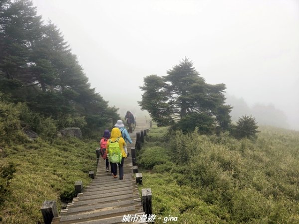 【南投仁愛】合歡東峰步道x合歡石門山步道(賞杜鵑)3052456