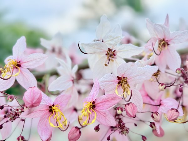 楠西悠遊(鹿陶洋.爐芝潭山)  2026.3.263027448