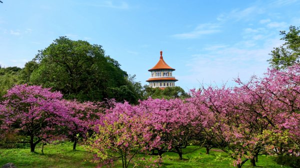《蝶戀花·天元宮櫻吹雪》2707088