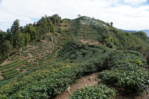 南投 鹿谷 龍鳳山、龍鳳峽山、三叉崙山、水桶寮山、內樹皮山、羊頭崙山、志騰山、竹崙山、溪頭山2962306